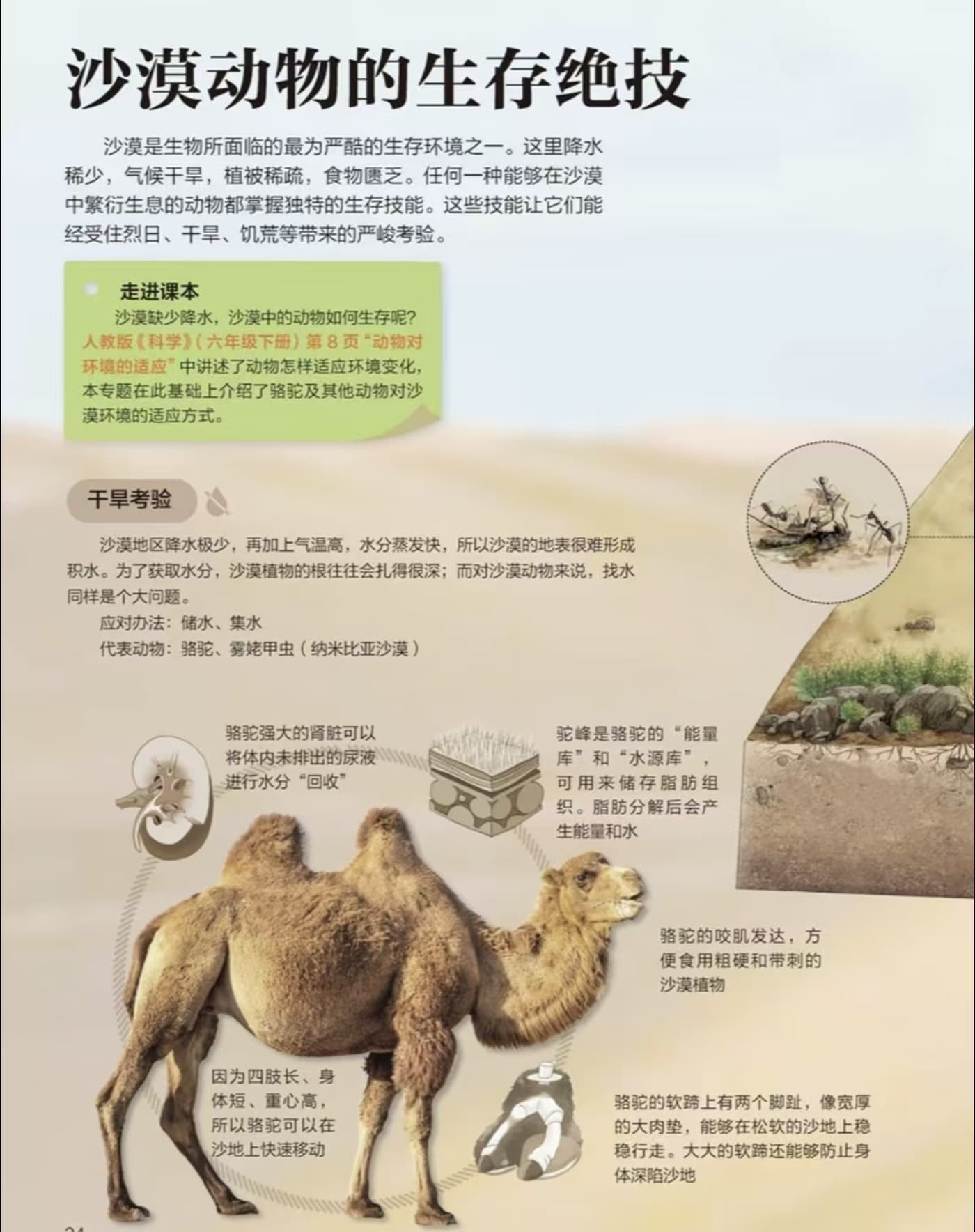 荒漠与高原荒野