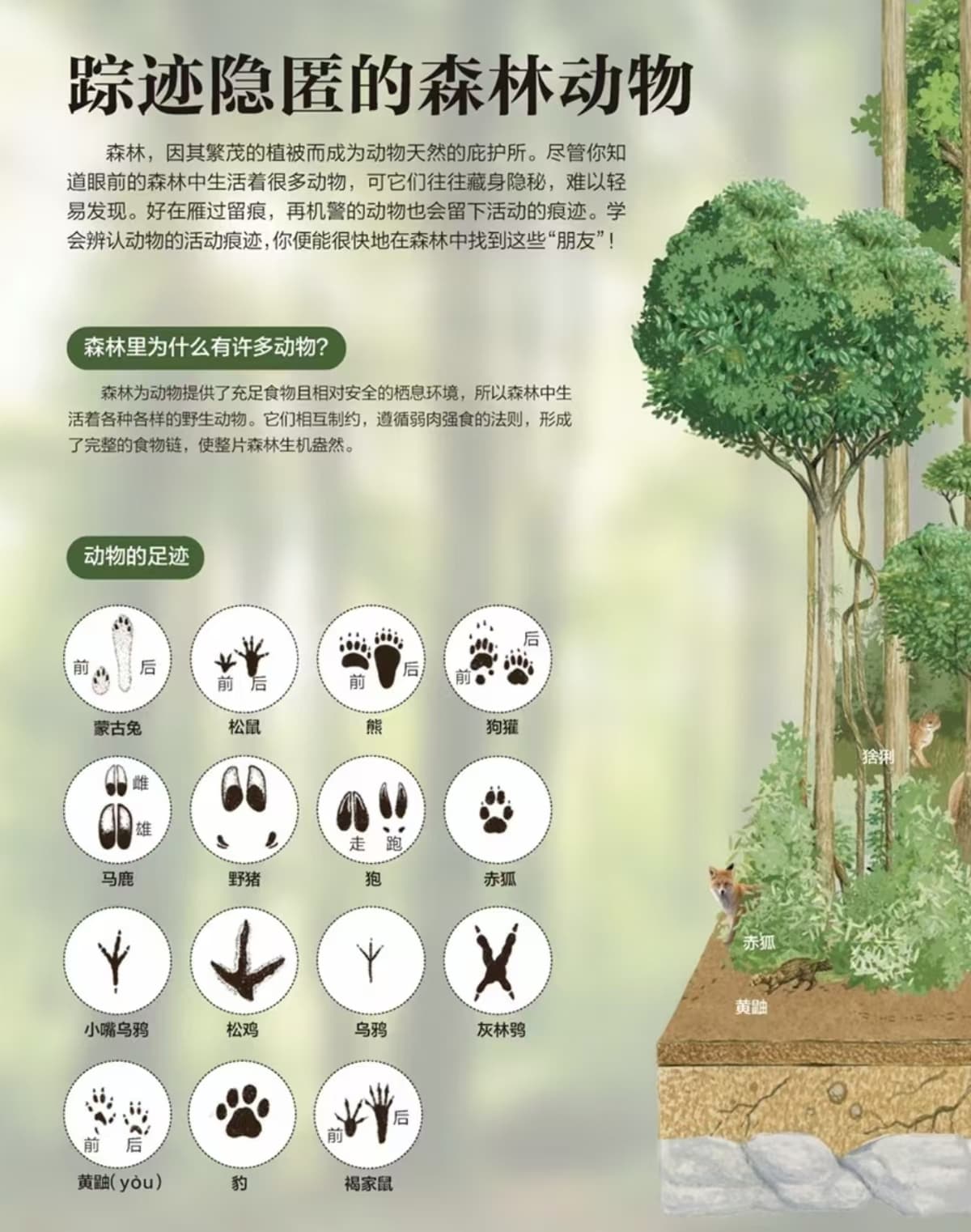 森林