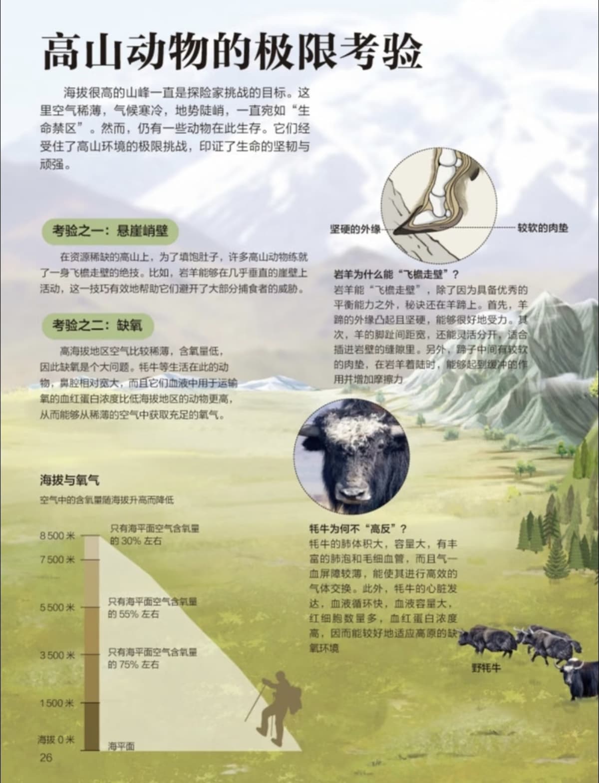 高山