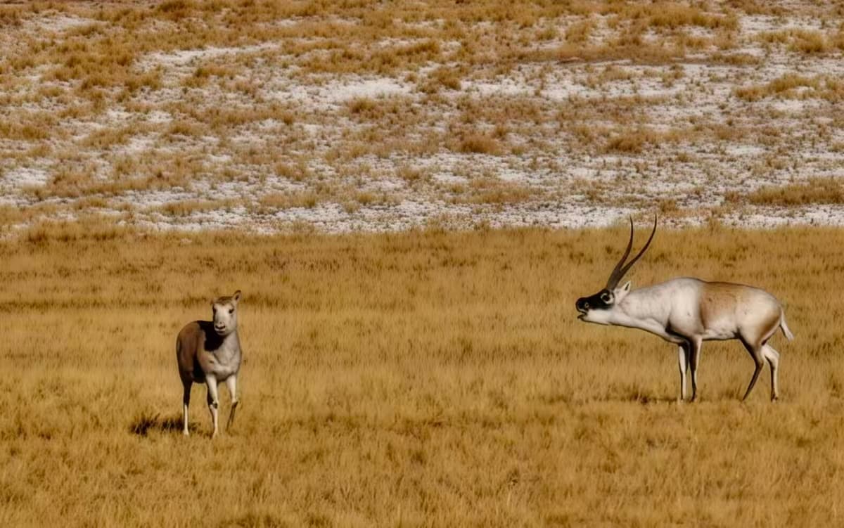 Tibetan Antelope