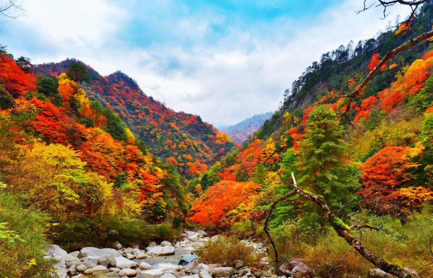 大熊猫国家公园