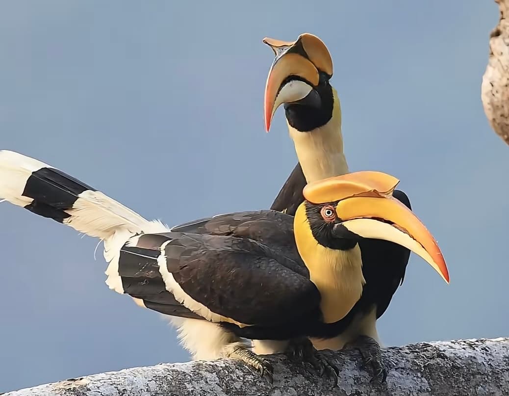 Hornbill