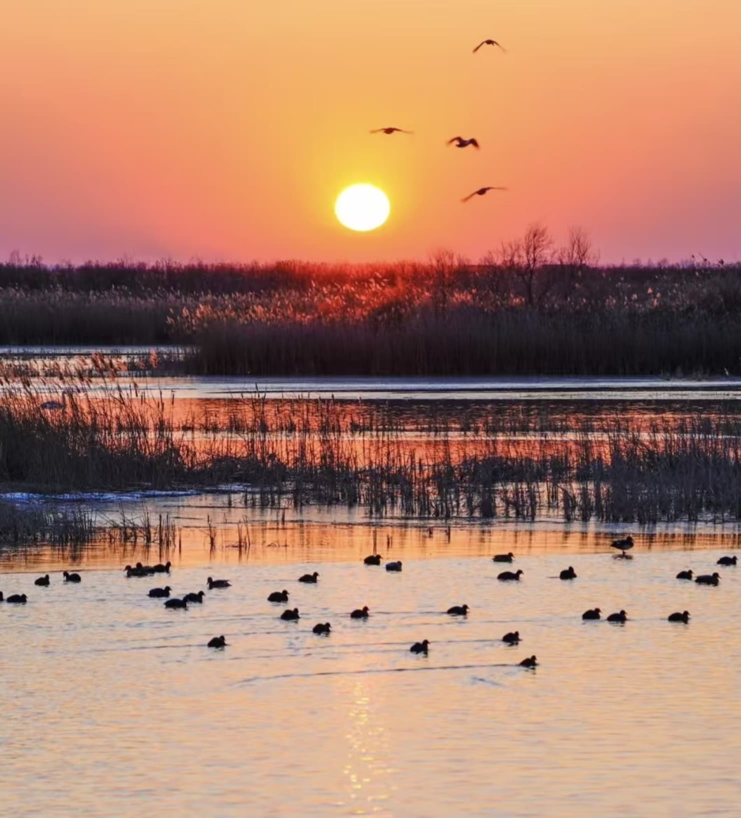 黄河三角洲国家级自然保护区