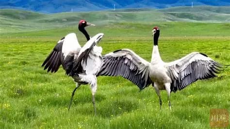 源头湿地与草甸