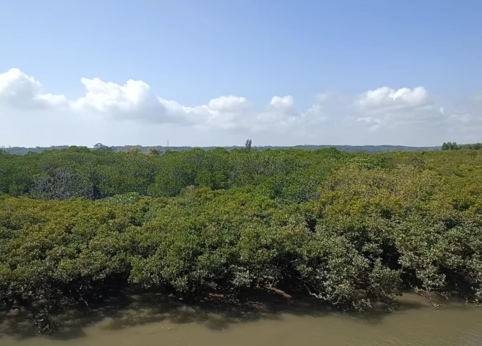 山口红树林国家级自然保护区