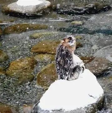 黑熊 物种图片