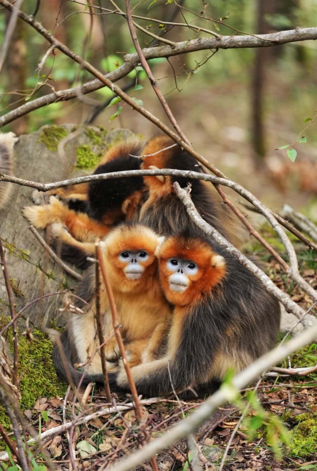 唐家河溪谷清晨红腹锦鸡记录