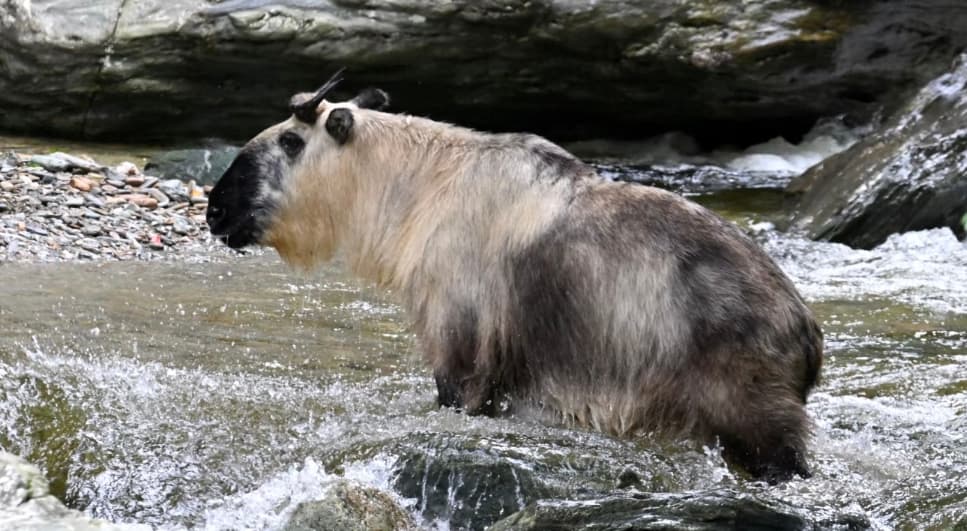 Golden Snub Nosed Monkey