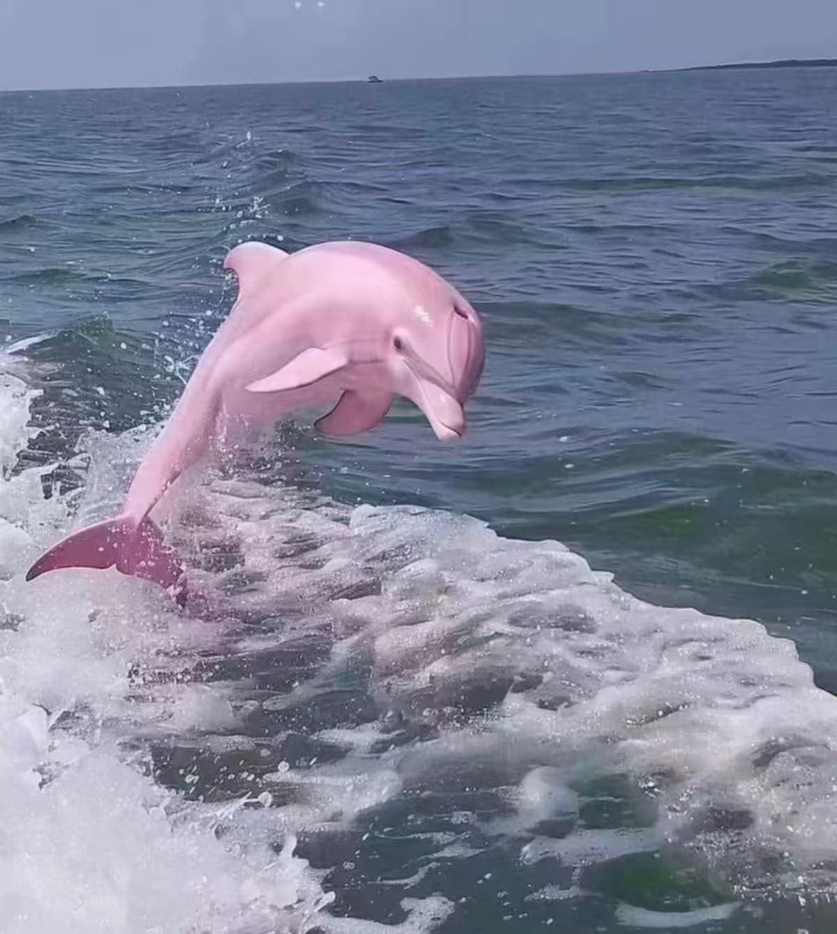 Chinese White Dolphin