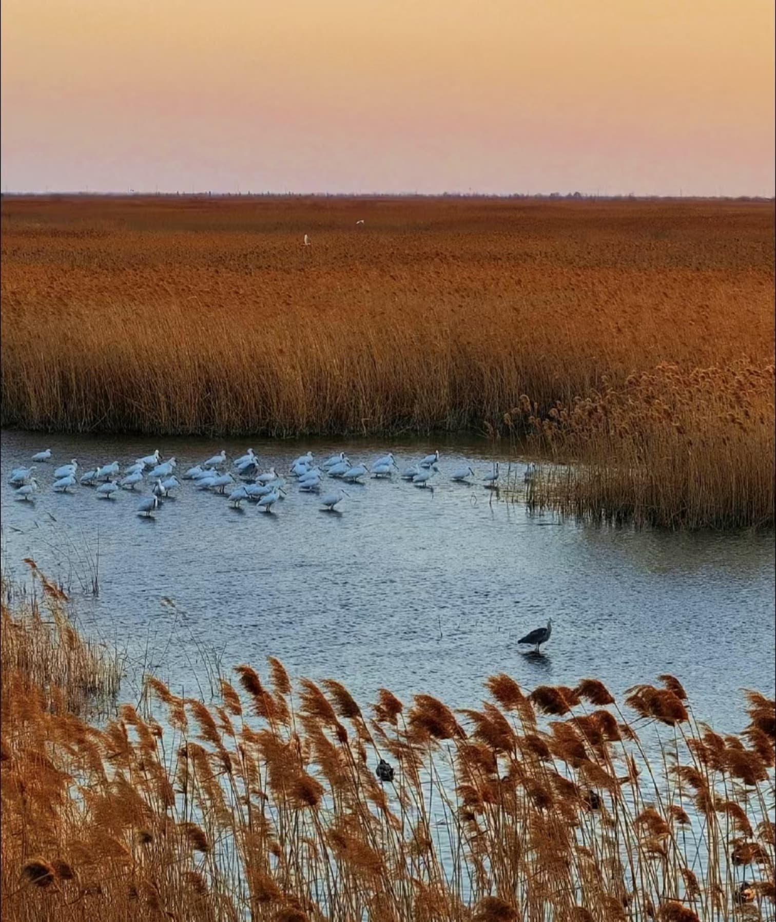 盐城湿地珍禽国家级自然保护区