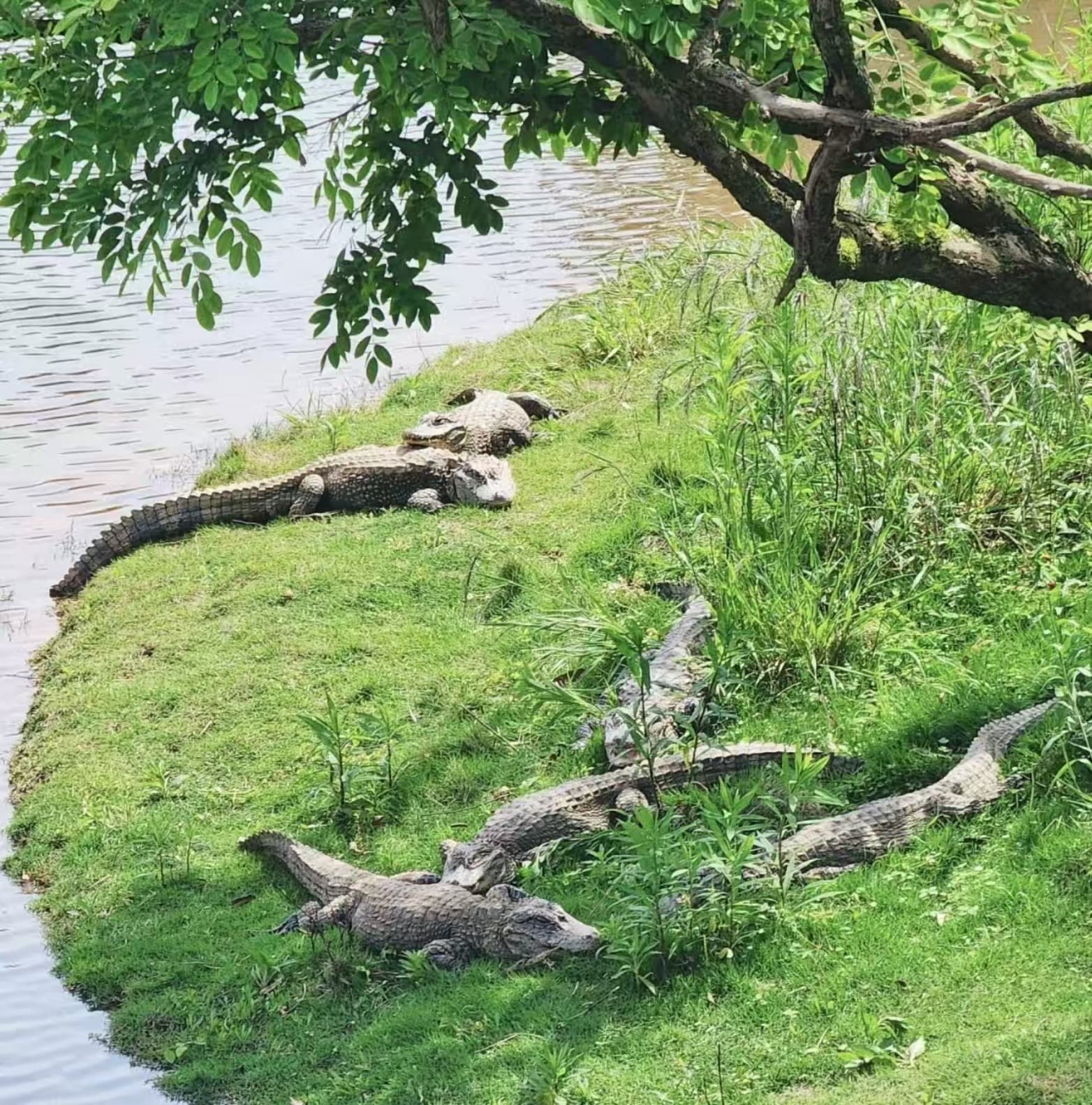 扬子鳄国家级自然保护区