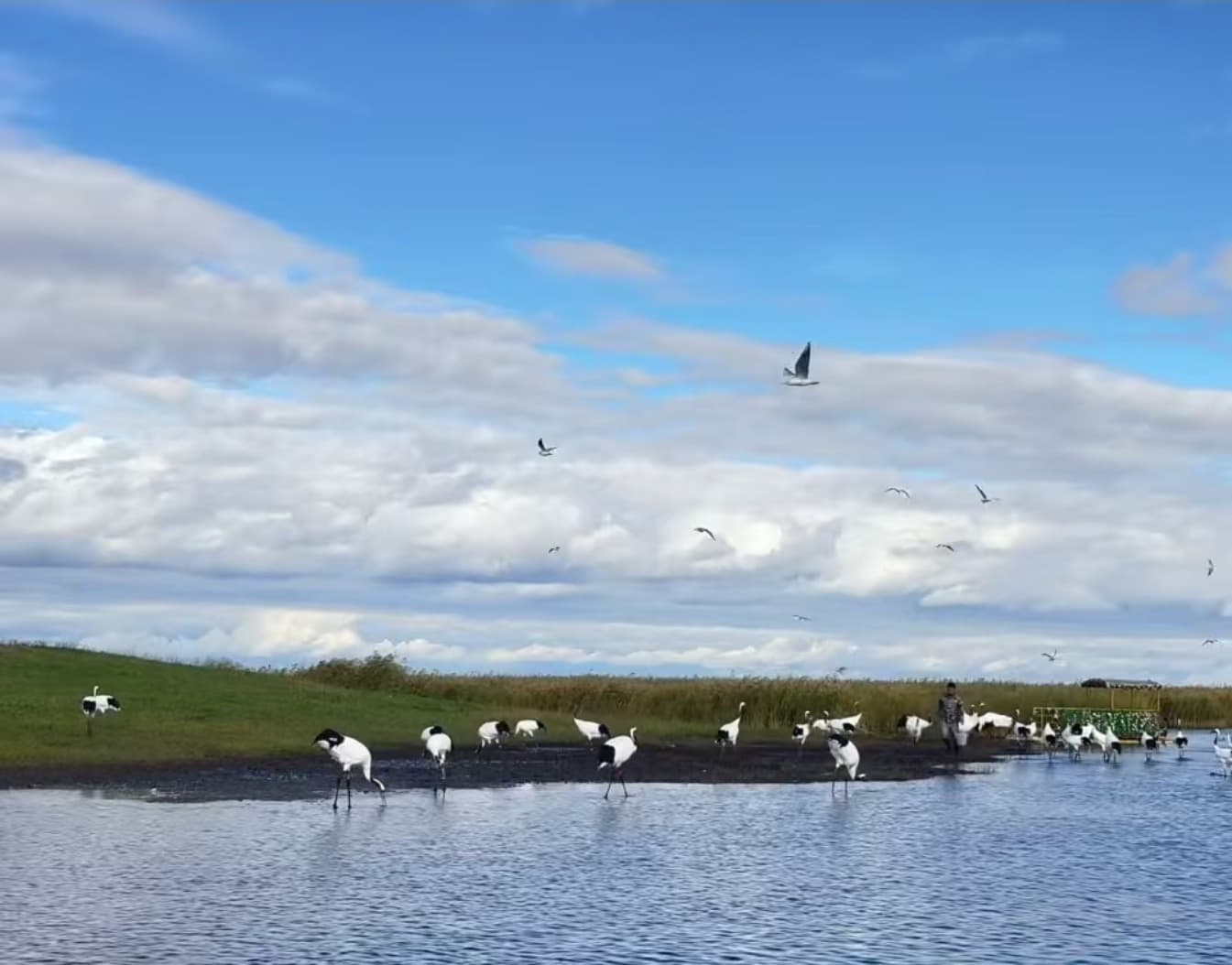 扎龙国家级自然保护区