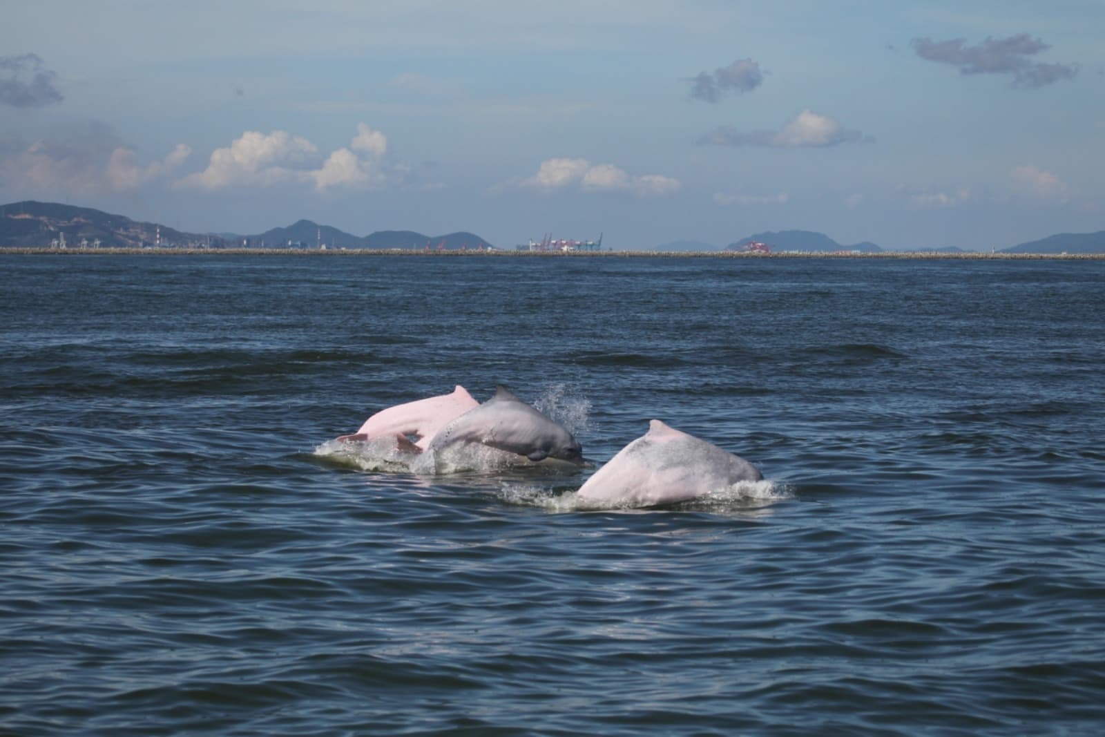 珠江口中华白海豚保护区