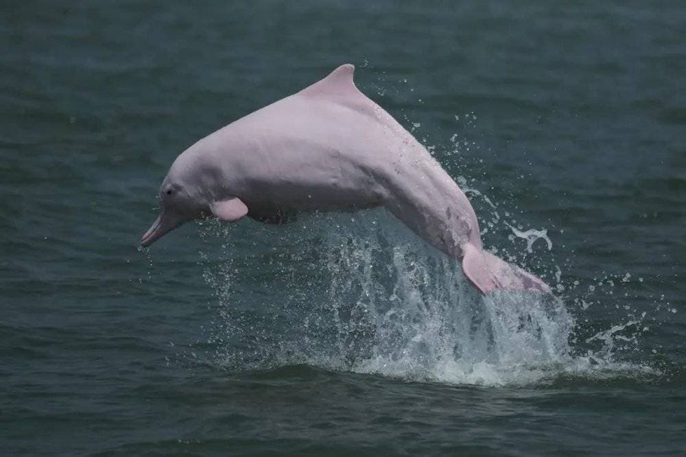 中华白海豚