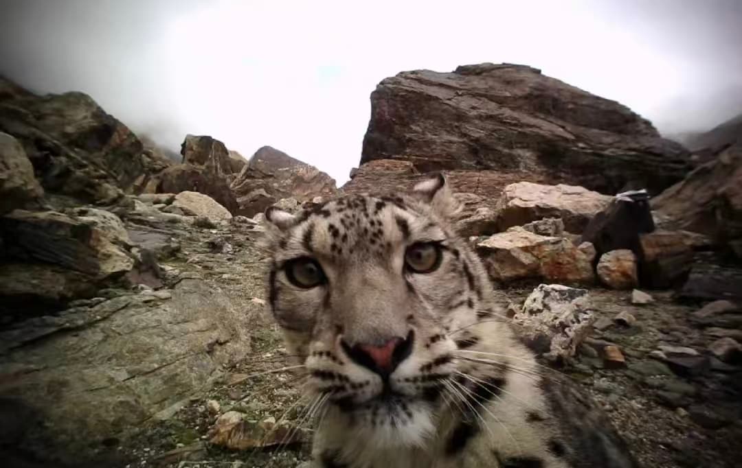 Snow Leopard