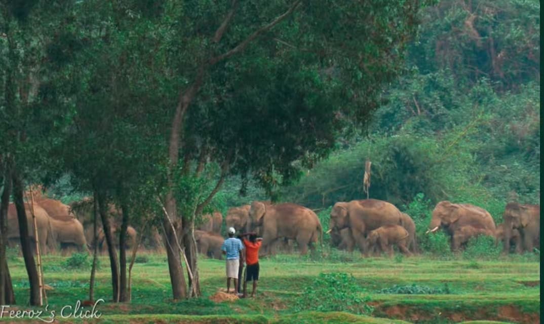 从红外预警到数字围栏:技术如何缓解亚洲人象冲突