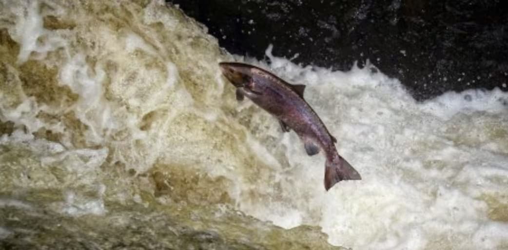 被切断的生命线:全球淡水洄游鱼类的连通性危机