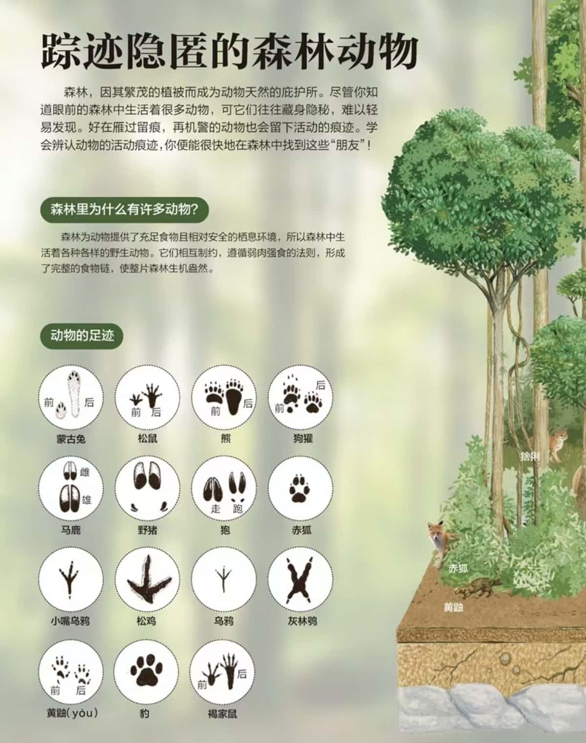 中华穿山甲 物种图片