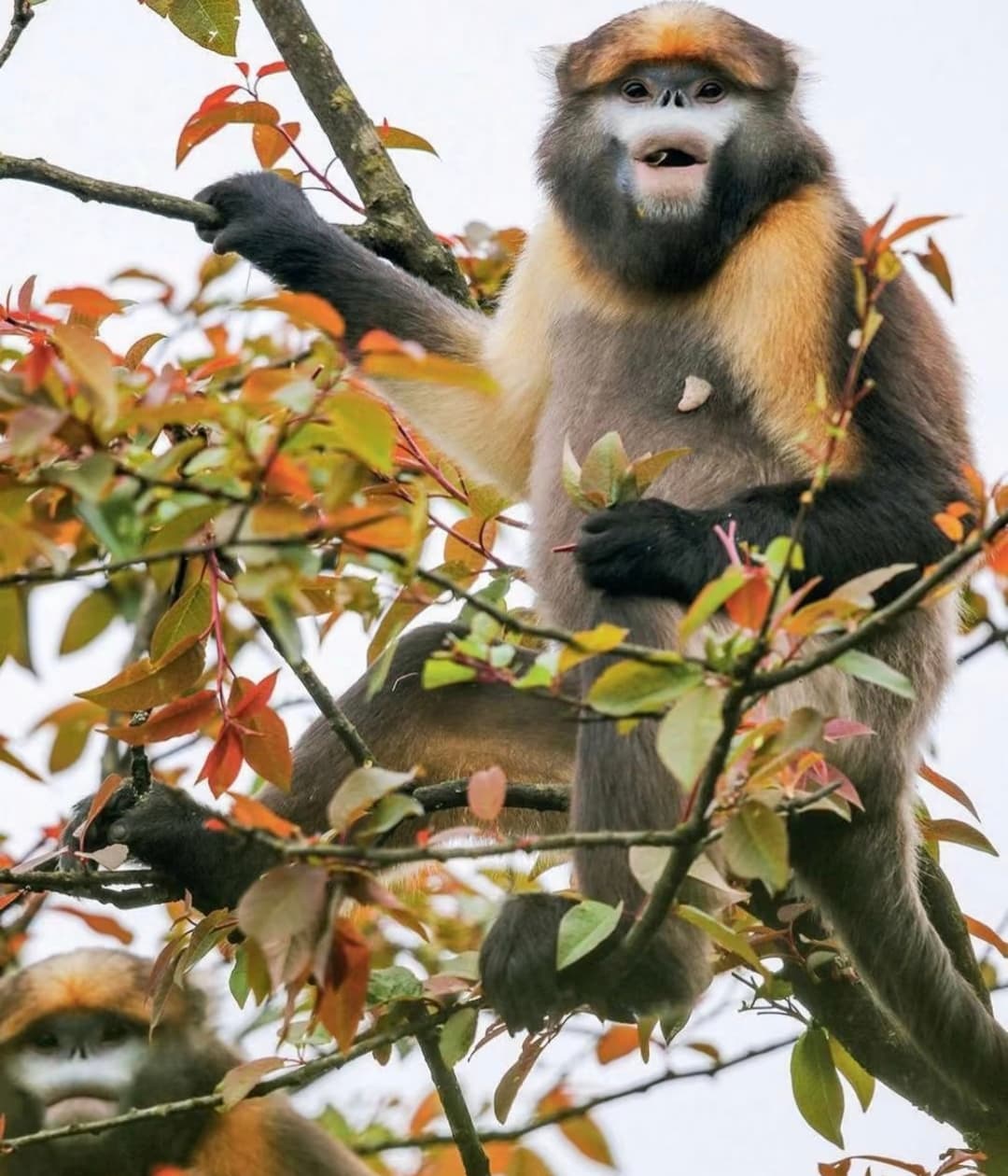 Guizhou Snub Nosed Monkey
