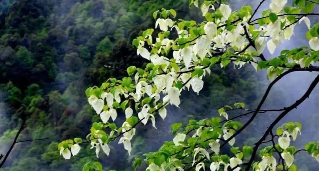 珙桐 物种图片