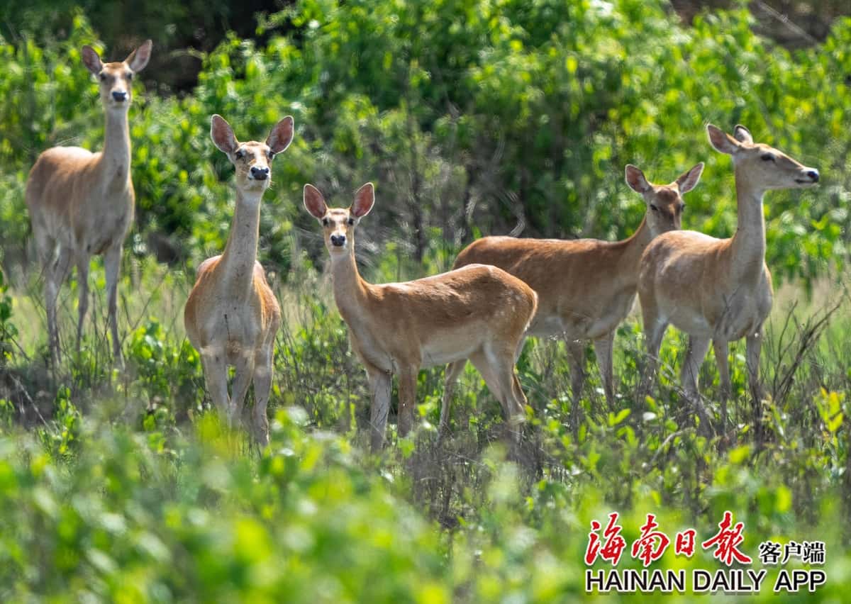 海南坡鹿 物种图片