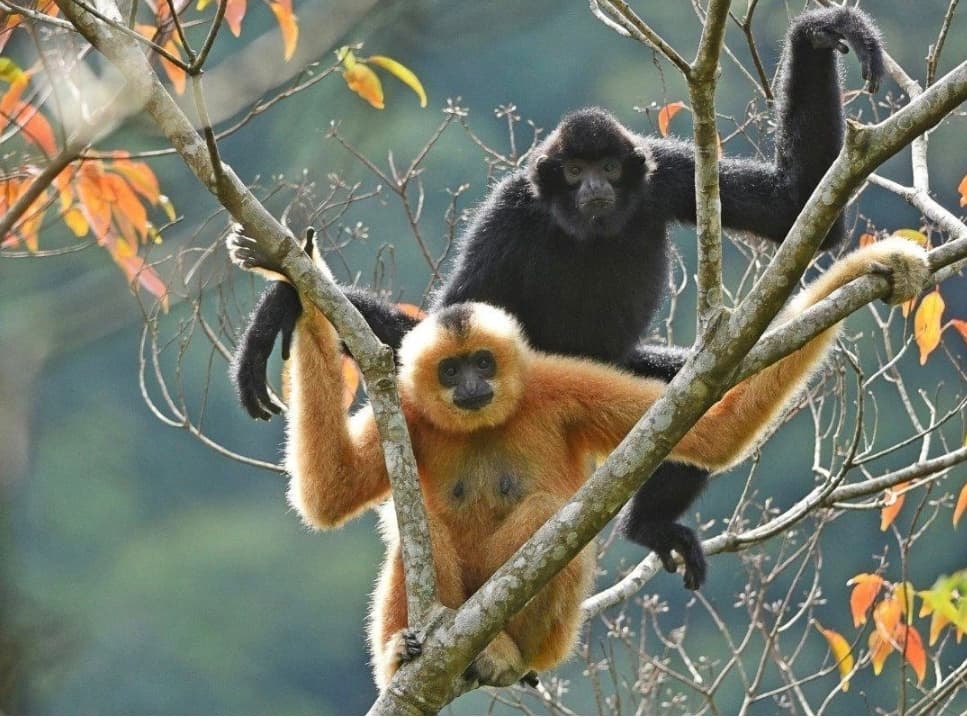 Hainan Gibbon