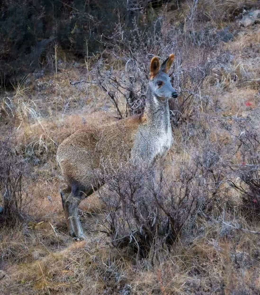 马鹿 物种图片