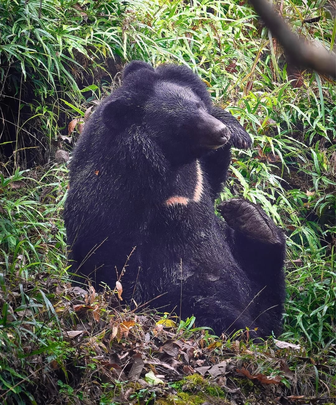 Golden Snub Nosed Monkey