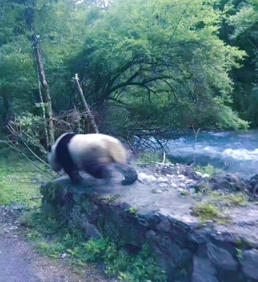 大熊猫 物种图片