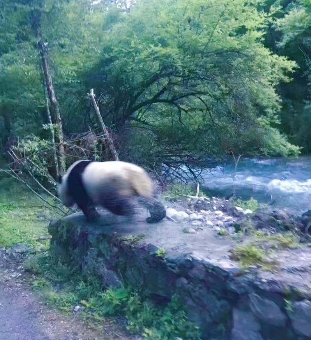 大熊猫 物种图片