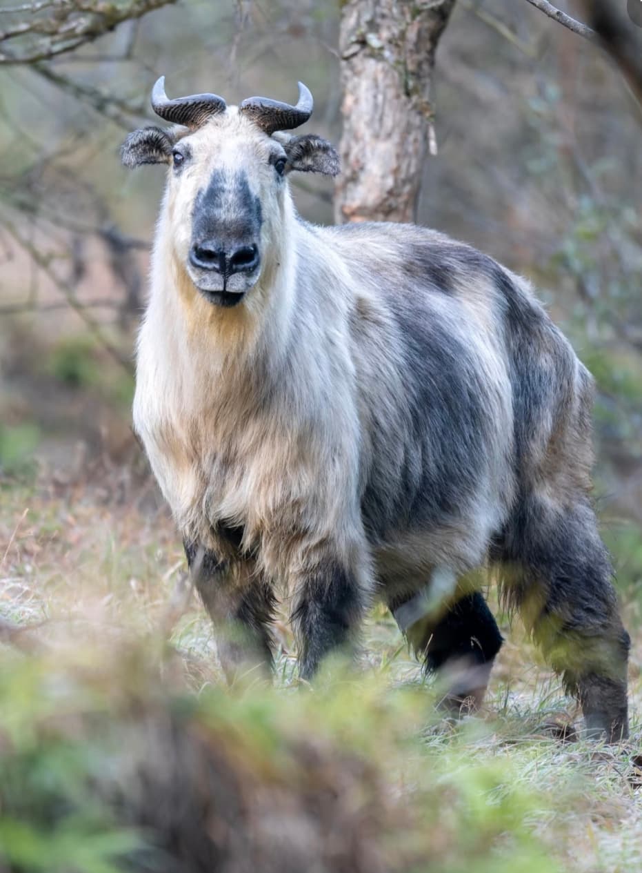 Golden Snub Nosed Monkey