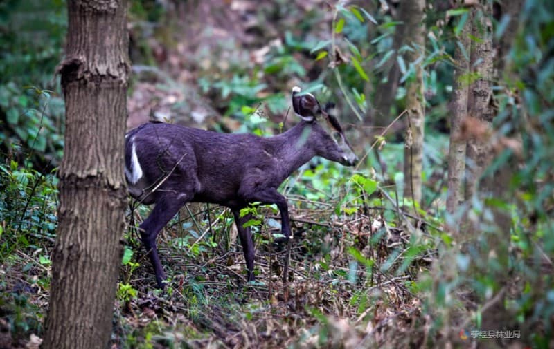 Black Muntjac