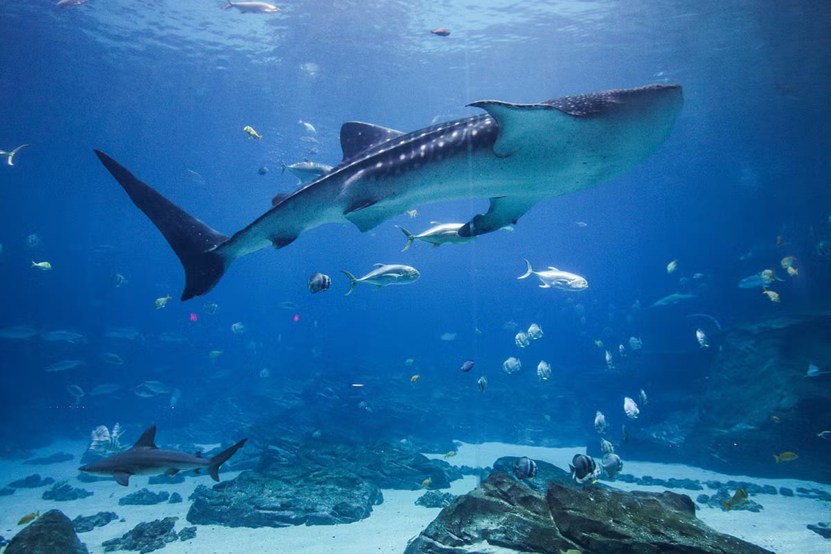 乔治亚水族馆代表动物或园区环境图
