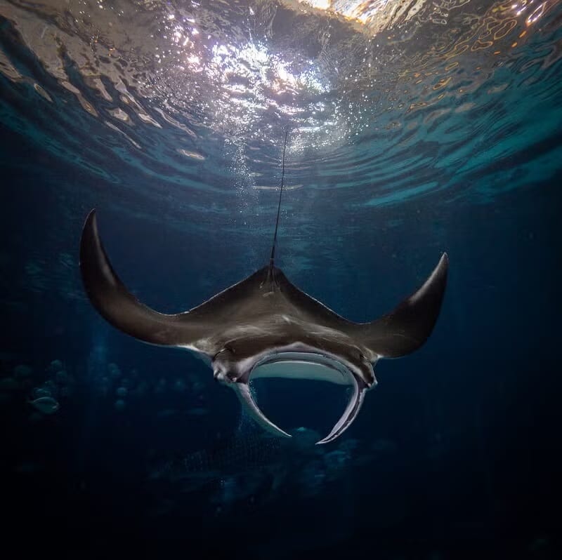 乔治亚水族馆代表动物或园区环境图