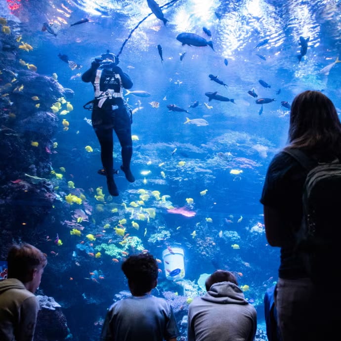 乔治亚水族馆代表动物或园区环境图