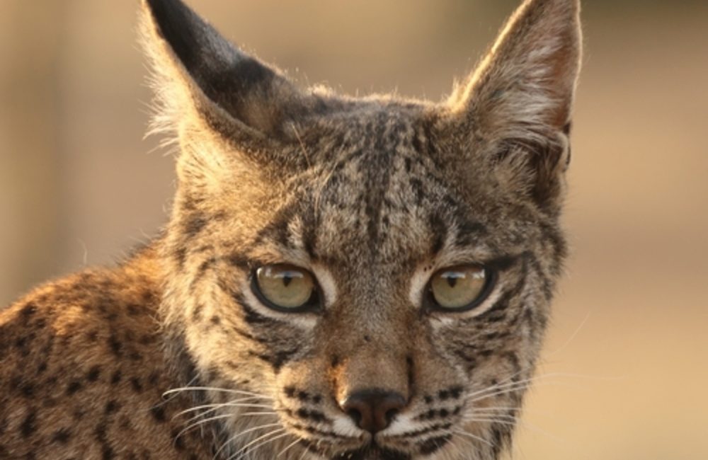从濒临灭绝到重新扩张:伊比利亚猞猁的二十年逆转