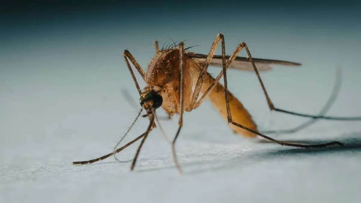 每年杀死76万人:我们能不能让蚊子消失?