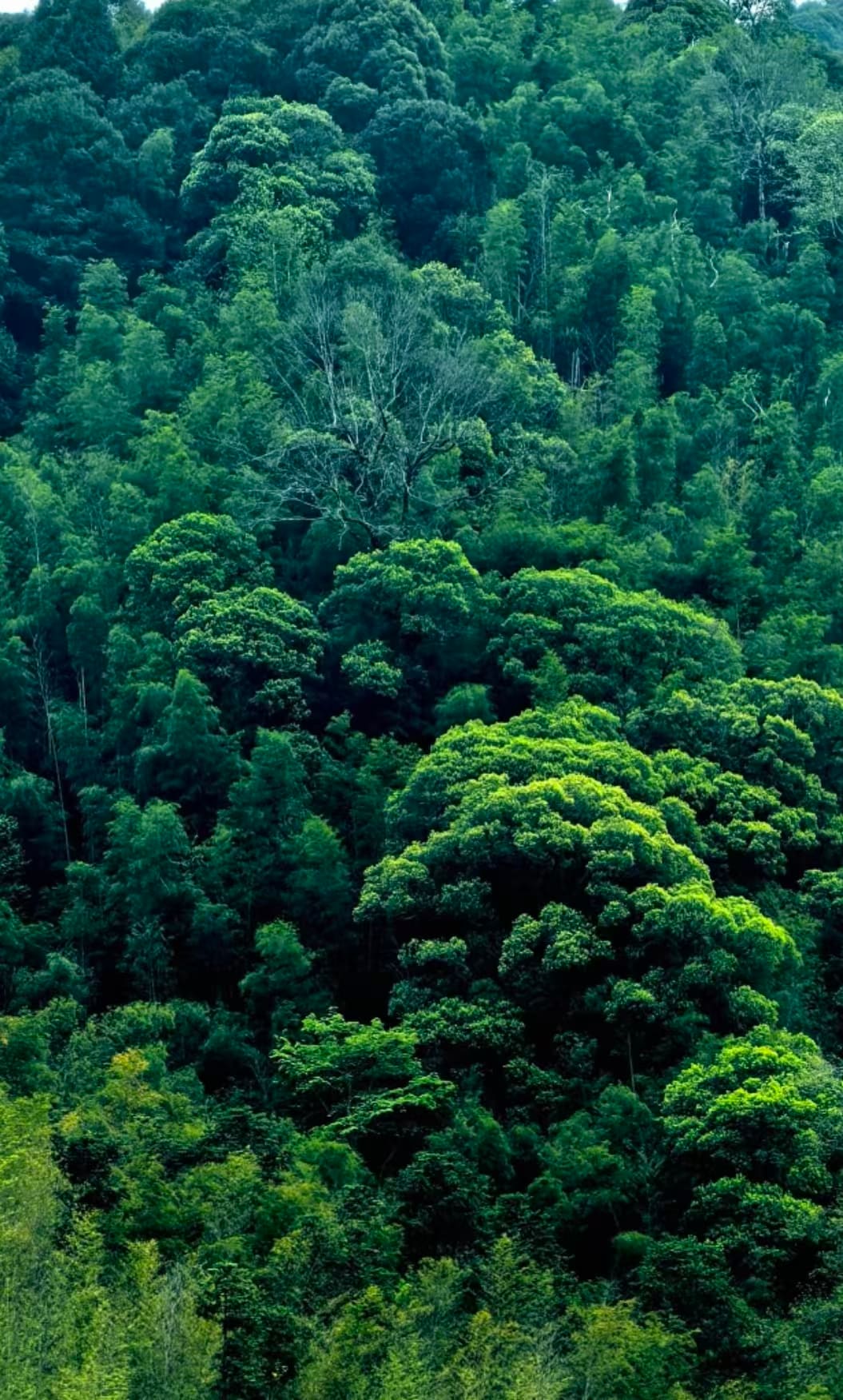 鼎湖山国家级自然保护区自然生境或物种信息 3