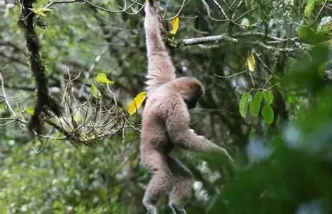 高黎贡山国家级自然保护区自然生境或物种信息 1