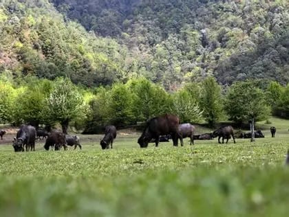 高黎贡山国家级自然保护区自然生境或物种信息 2