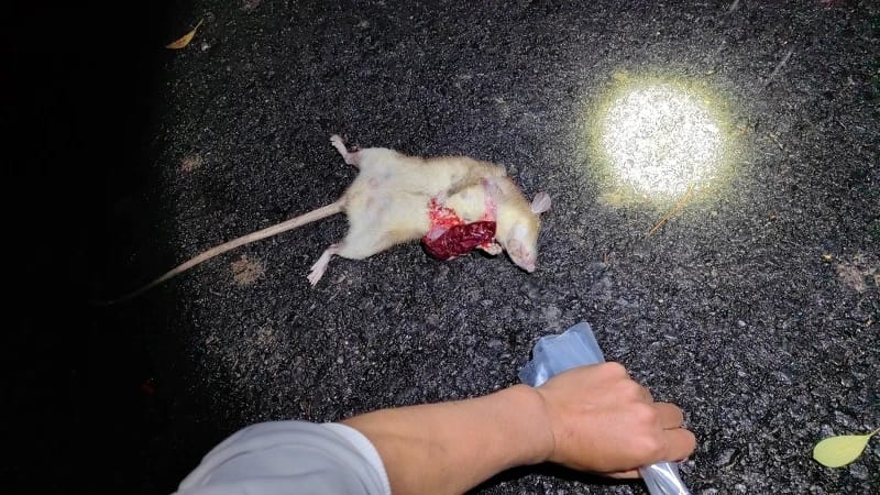 弄岗国家级自然保护区自然生境或物种信息 1