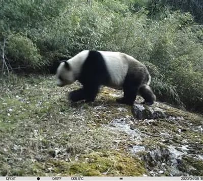 唐家河国家级自然保护区自然生境或物种信息 1