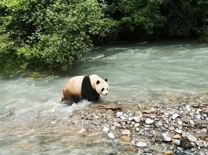 王朗国家级自然保护区自然生境或物种信息 1