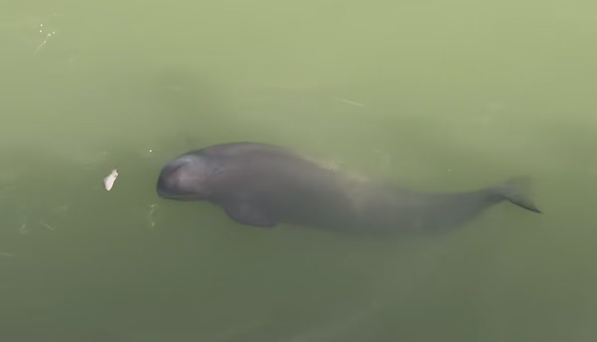 厦门中华白海豚珍稀海洋物种国家级自然保护区自然生境或物种信息 1