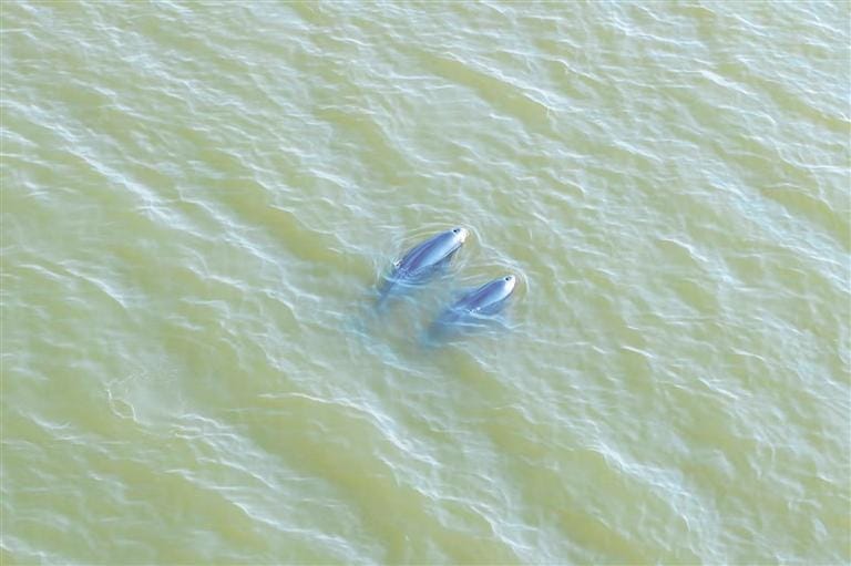 珠江口中华白海豚保护区自然生境或物种信息 1