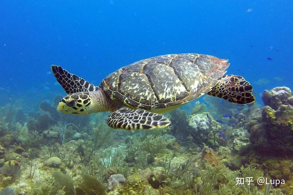 珠江口中华白海豚保护区自然生境或物种信息 2